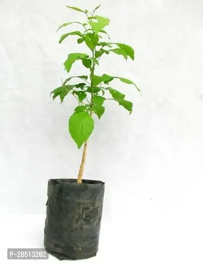 Natural Live Plant for Home Garden-thumb0