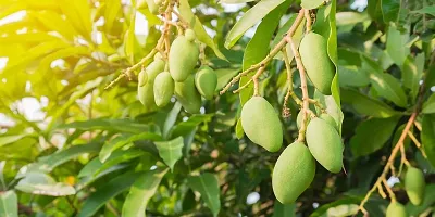 Mango Plant  Lakshman bhog Mango 059-thumb1