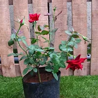 Rose Plant  EGL FD 1705-thumb2