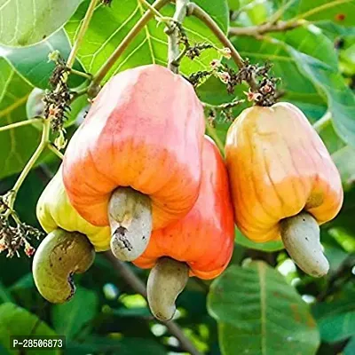 Cashew Apple Plant  Kaju Badam KB01-thumb0