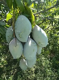 Mango Plant  Mango Fruit Live Plant  Totapuri-thumb1