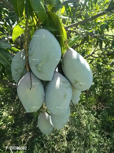 Mango Plant  Mango Fruit Live Plant  Totapuri-thumb2