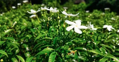 Night Bloom Jasmine Plant  Tagar flower Plant-thumb1