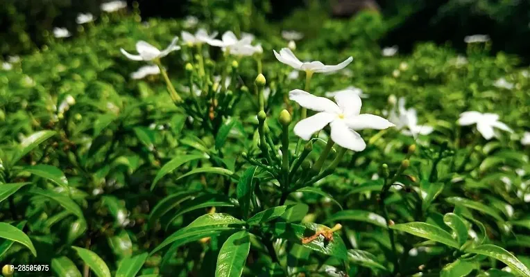 Night Bloom Jasmine Plant  Tagar flower Plant-thumb2