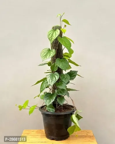 Earth Angels Betel Leaf Plant BETEL LEAF PLANT RCCF-thumb0