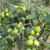 Apple Plant  telangana apple ber Plant-thumb1