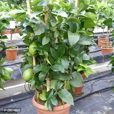 Natural Live Plant for Home Garden-thumb2