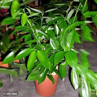 Natural Live Plant for Home Garden-thumb0