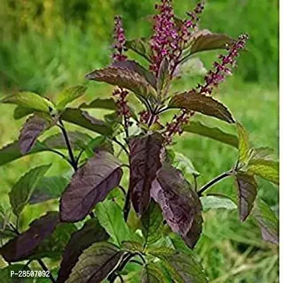 Tulsi Plant  Krishna Tulsi Plant  Holy Basil Ocimum tenuiflorum  Black    Plant  Krishna Shyama Tulsi Plant-thumb0