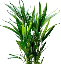 Earth Angels Areca Palm Areca Palm Indoor Outdoor Air Purifier Real Live Houseplant-thumb1