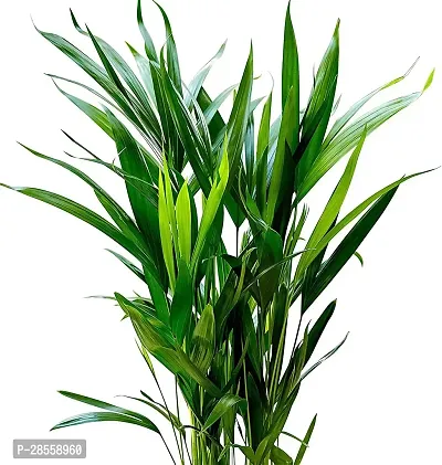 Earth Angels Areca Palm Areca Palm Indoor Outdoor Air Purifier Real Live Houseplant-thumb2