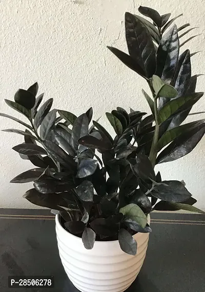 Zamia Zz Jj indoor Plant-thumb0