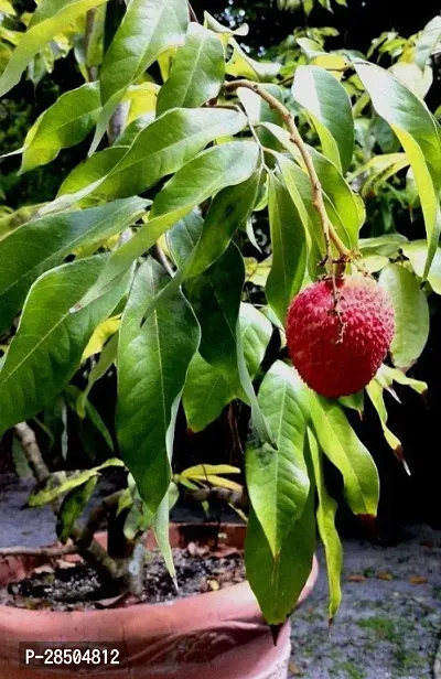 Litchi Plant  Litchi Fruit Plant  Fruit And Fruit Tree L01-thumb0