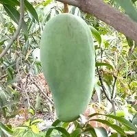 Earth Angels Mango Plant Noor jahan Grafted Live Mango Plant-thumb1