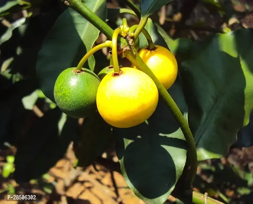 Rare Baraba Fruit Live Seedling Plant  Plant  BARABA3-thumb3