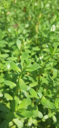 Bacopa Monnieri Bacopa Monnieri-thumb2