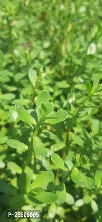 Bacopa Monnieri Bacopa Monnieri-thumb3