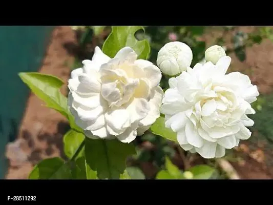 Natural Live Plant for Home Garden-thumb0