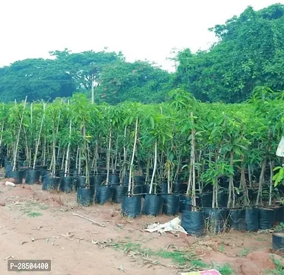 Mango Plant  MANGO Q2043-thumb0