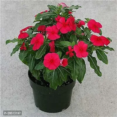 Natural Live Plant for Home Garden-thumb0