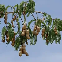 Tamarind Plant  Tamarind Plant  001307-thumb1