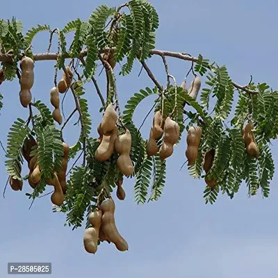 Tamarind Plant  Tamarind Plant  001307-thumb2