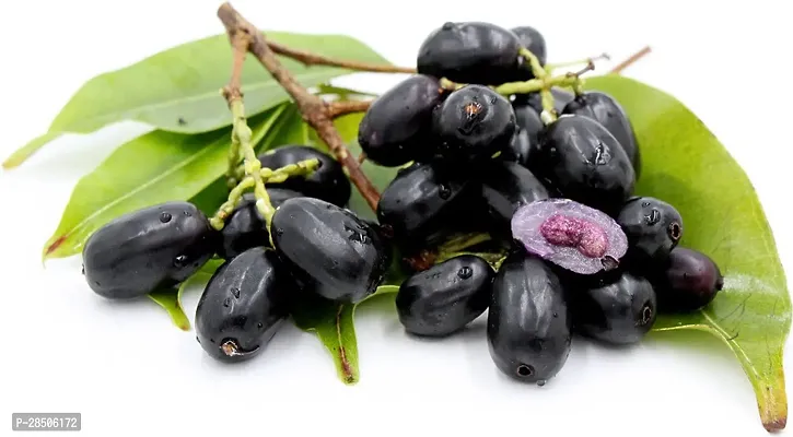 Jamun Plant  BLACK JAMUN-thumb0