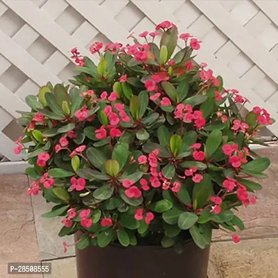 Euphorbia Plant  Milli XPBReba142