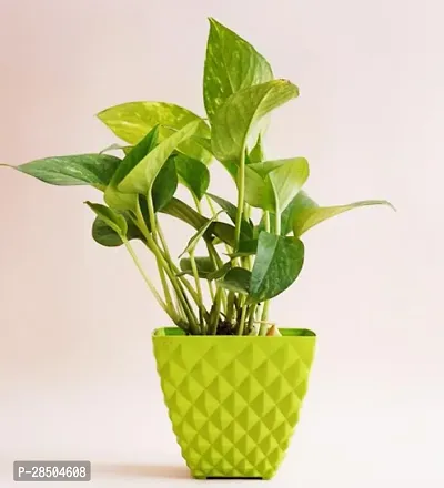 Money Plant  Money Plant  M0019-thumb0