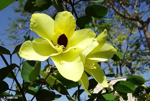 Heart Leaf Oxycardium Plant  Bauhinia acuminata-thumb0