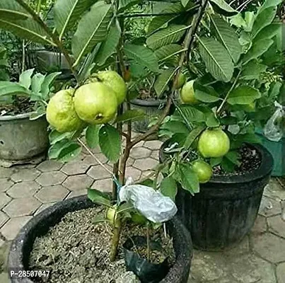 Guava Plant  Thai Guava Plant-thumb0