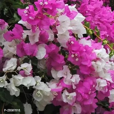 Bougainvillea Plant  Bougainvilla Plant heaven387-thumb0