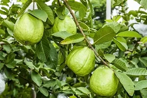 Guava Plant  Nalikrd guava Plant-thumb1