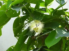 Jamun Plant  Java Apple  Makopa-thumb1