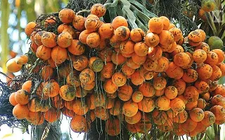 Betel NutSupari Plant  Hybrid Dwarf Arecanut 2 ft Betel Nut Live Plant  combo pack  2 Healthy Plant-thumb1