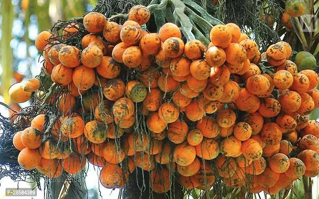 Betel NutSupari Plant  Hybrid Dwarf Arecanut 2 ft Betel Nut Live Plant  combo pack  2 Healthy Plant-thumb2