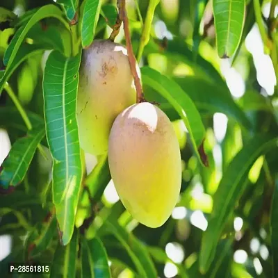 Earth Angels Mango Plant 1foren mango plant-thumb0