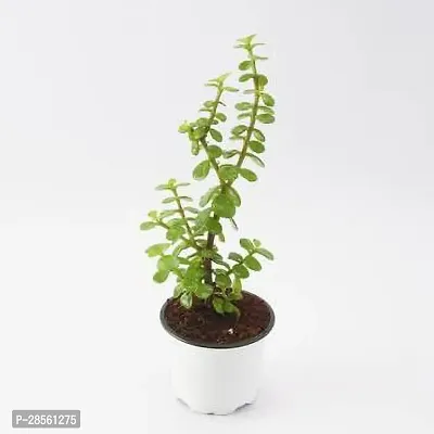 Earth Angels Jade Plant Good Luck Jade PlantCRASSULA-thumb0