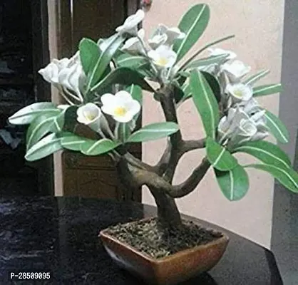 Plumeria Plant  Plumeria XPBReba281-thumb0