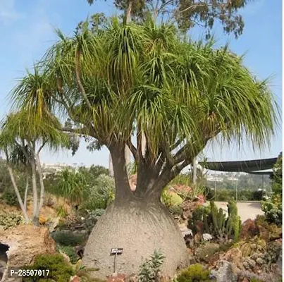 Ponytail Palm Plant  Ponytail Palm Plant-thumb0