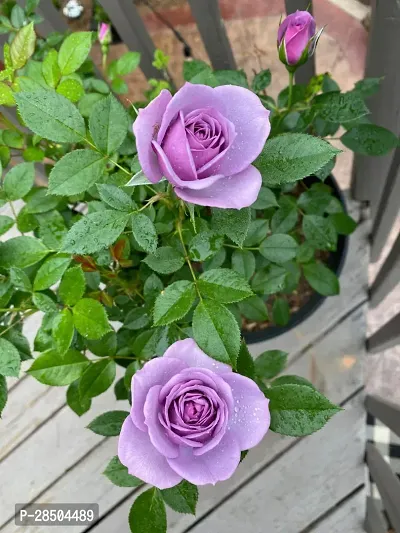 Rose Plant  Purpel Color Rose flower Plant-thumb0