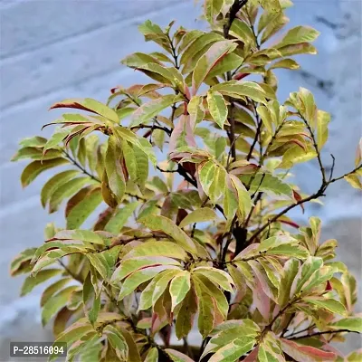 Natural Live Plant for Home Garden-thumb0