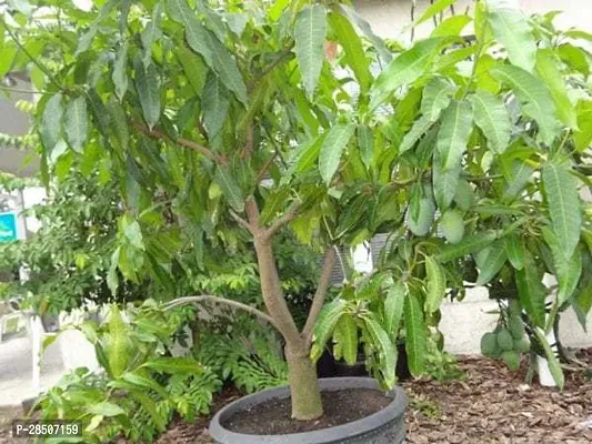Mango Plant  mlm01