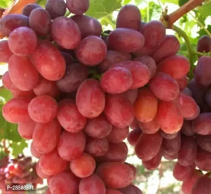 Grapes Plant  Grape Plant kingdom50