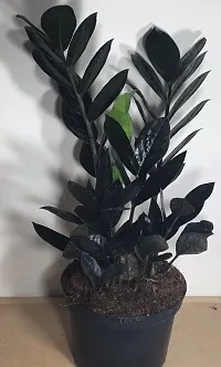 Zamia Zz Jj indoor Plant-thumb1