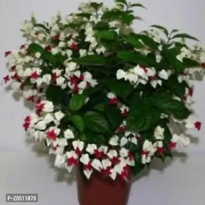 Natural Live Plant for Home Garden-thumb0