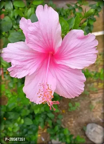 Hibiscus Plant  Hibiscus Live Plant  for Gardening  PG3-thumb0