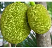 Jack Fruit Plant  Jack Fruit Regular Live Natural Fruit Plant  A-thumb1