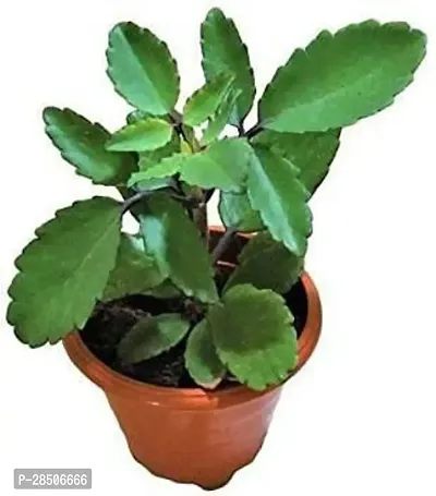 Bryophyllum PinnatumPatharchatta Plant  Pathar Chatta Plant    Patharchatta  Bryophyllum Pinnatum  Miracle Leaf Plant  Kidney Stone Plant   Air Plant   Kalanchoe Pinnate  Koppa  Ran apala and Ayurvedic Plant  With Plastic Pot-thumb0