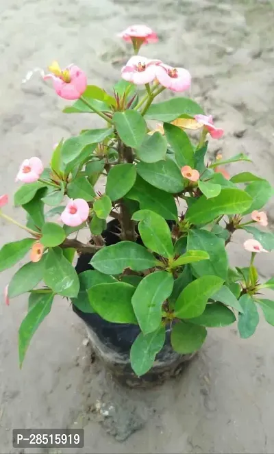 Natural Live Plant for Home Garden-thumb0